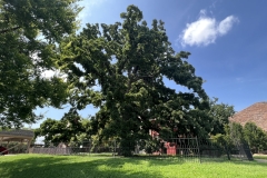Creek Council Tree Site